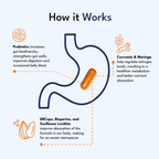 BB Company Provitalize Probiotics – 60 Capsules